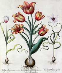 Tulipa Perfica non aperta, Tulipa Polyanthos Pracox, Tulipa Perfica aperta gravé par l